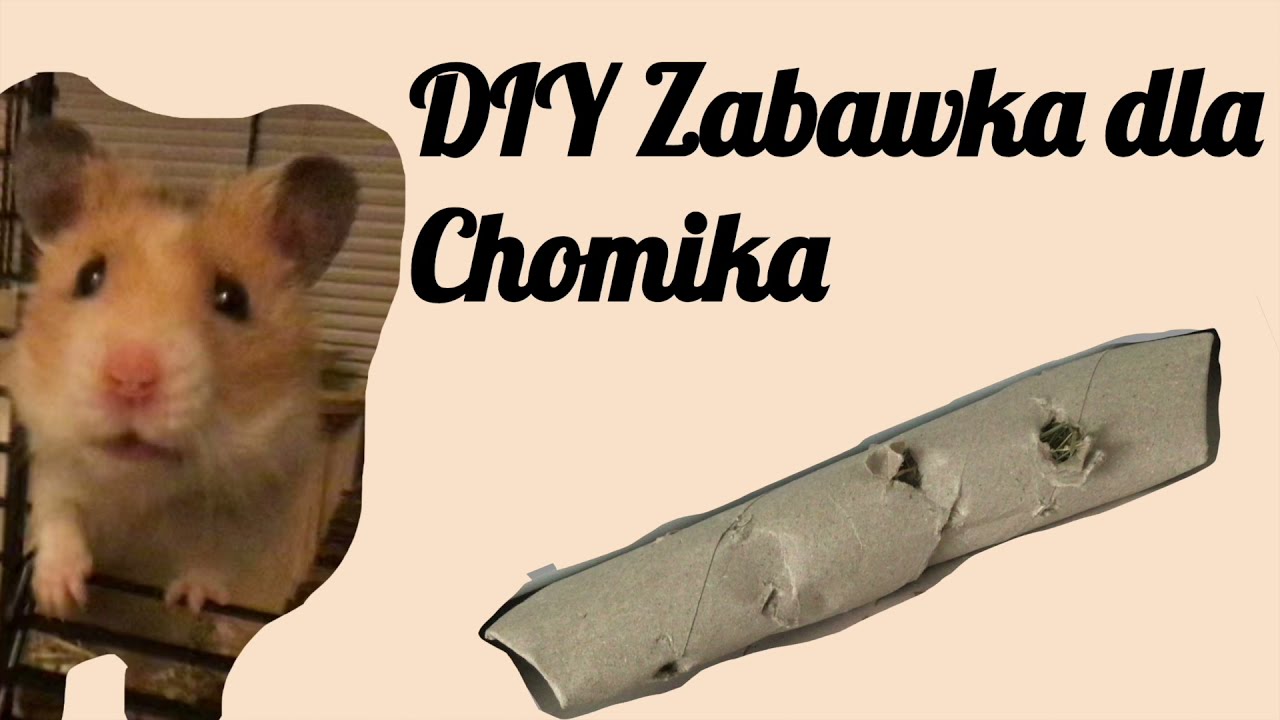 DIY (zrób to sam) Zabawka dla Chomika