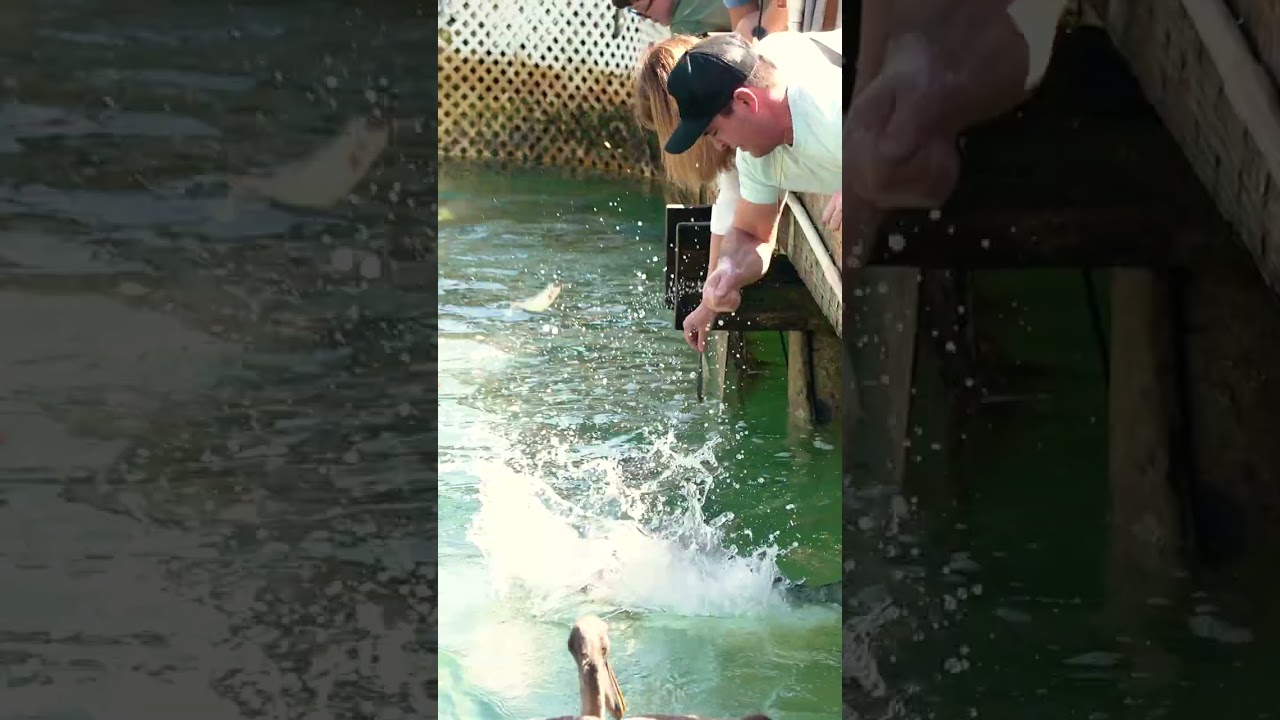 Tarpon Feeding at Robbie&rsquo;s! 🎣🐟