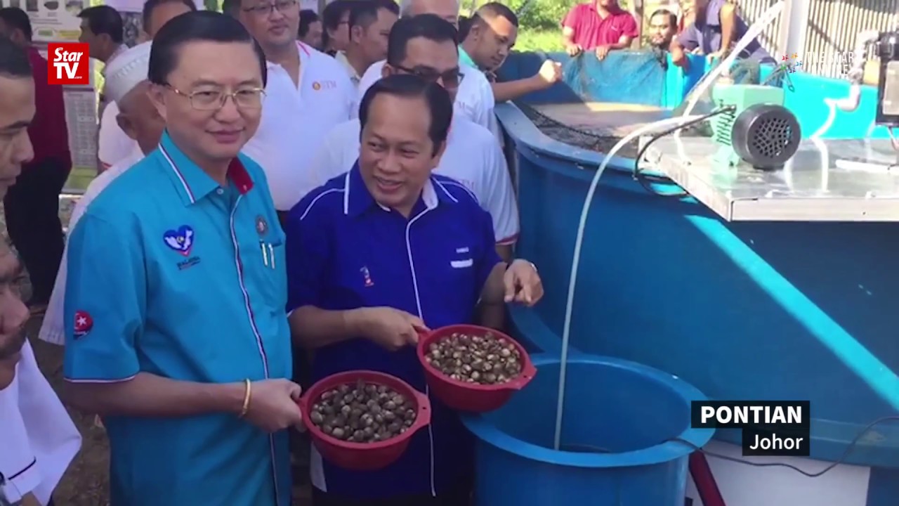 Molluscure system to increase cockle production in Pontian