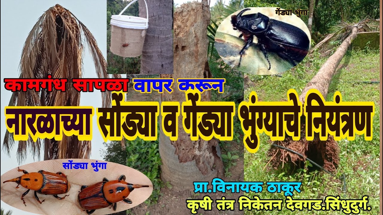 नारळावरील कामगंध सापळ्यांने सोंड्या व गेंड्या भुंगा नियंत्रणcoconut Red palm Weevil Pheromone traps