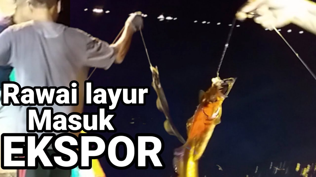 MANCING RAWAI LAYUR UNTUK DIEKSPOR