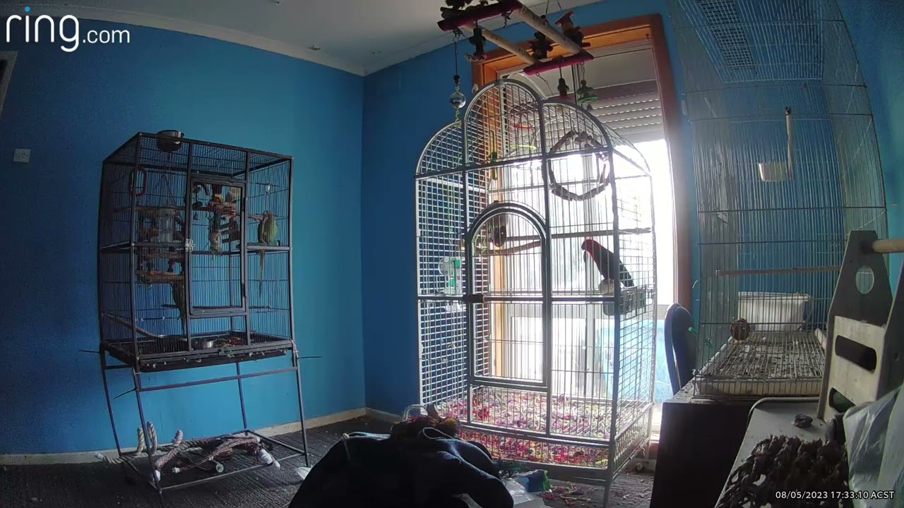 Cruiser IRN  and Chilli Eclectus conversations
