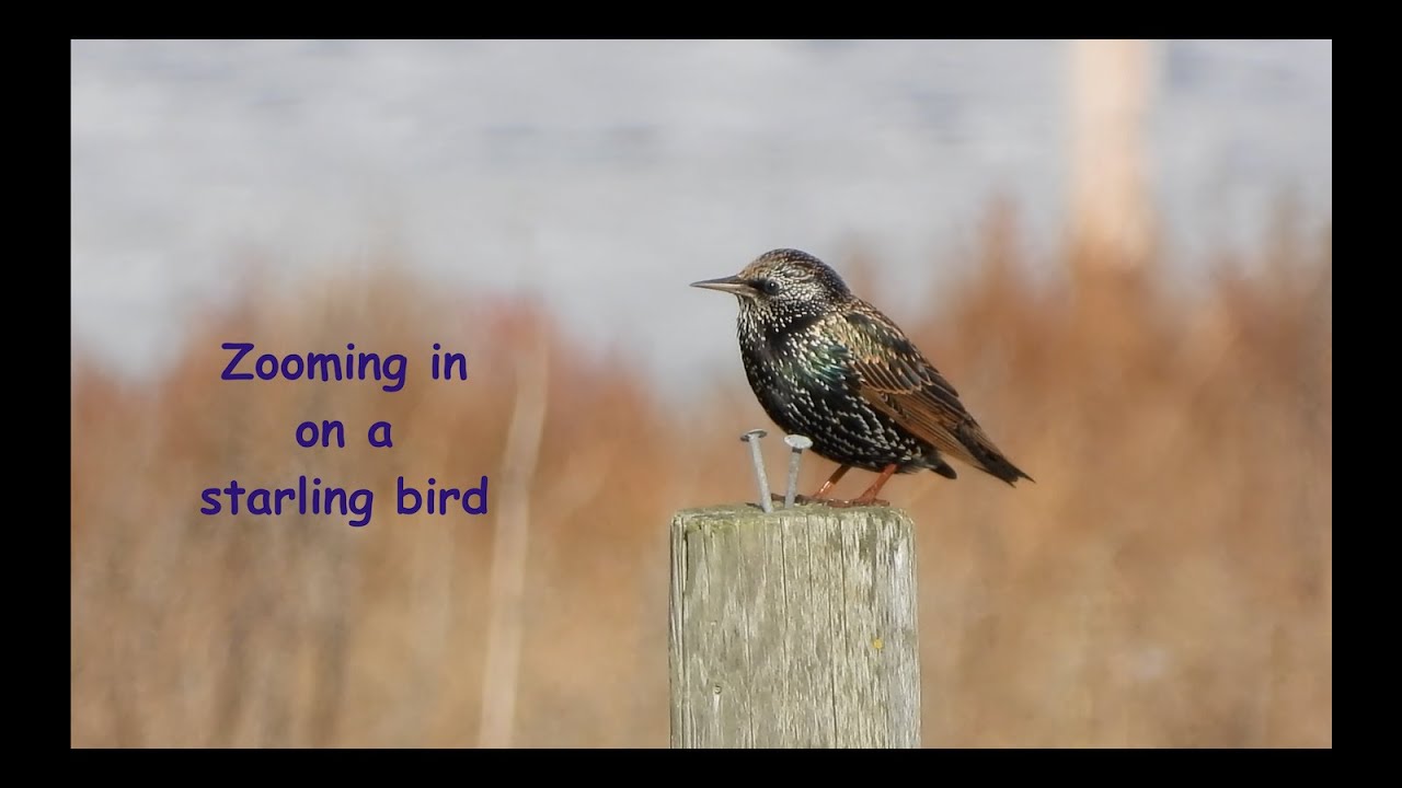 Zooming in on starling bird with Nikon Coolpix P1100