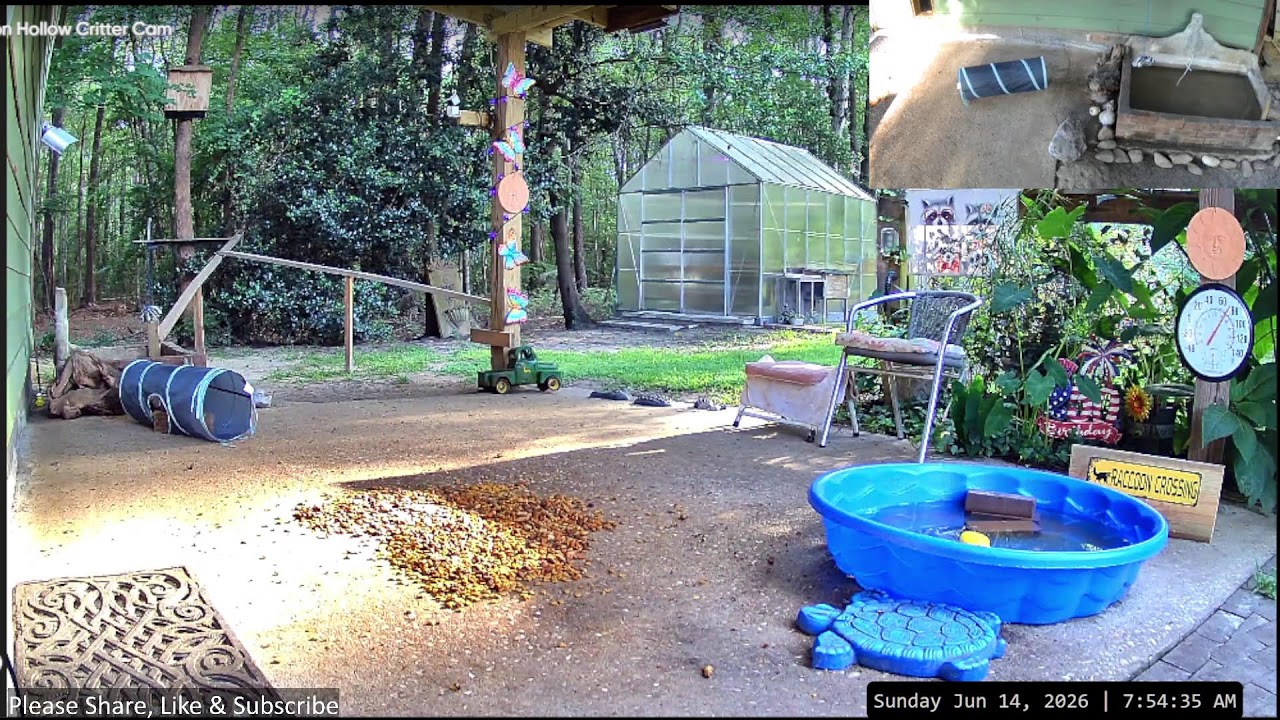 LIVE Raccoons, Kits, Opossums, Fox, Cats, Birds, Backyard Wildlife