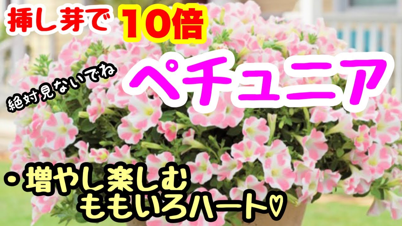 挿し芽で10倍❣️『ペチュニア』の挿し芽🌱
