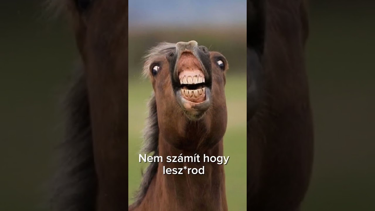 &Eacute;n egy l&oacute; vagyok #horse #funny #funnyshorts #cupcat #short #shorts