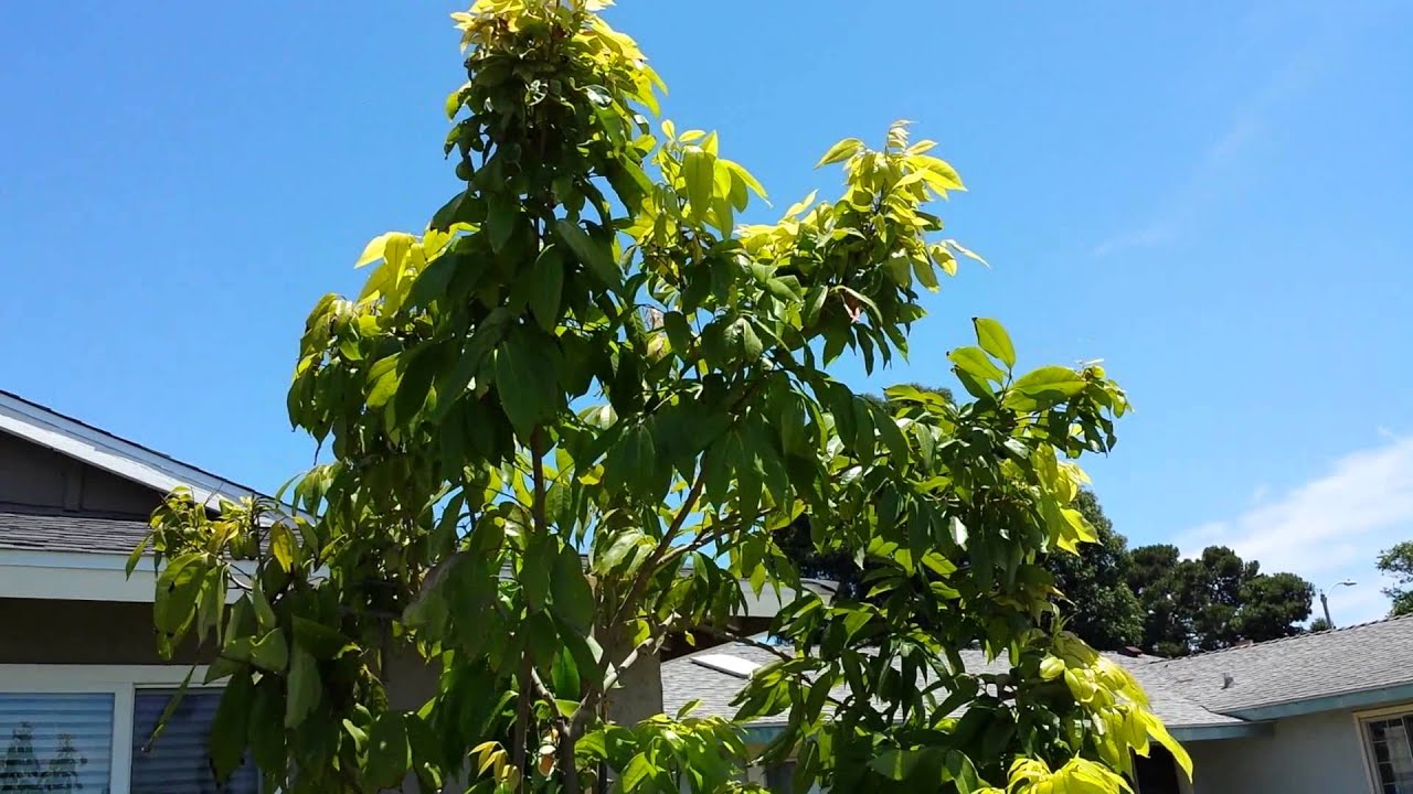 Growing sweetheart lychee in Southern California
