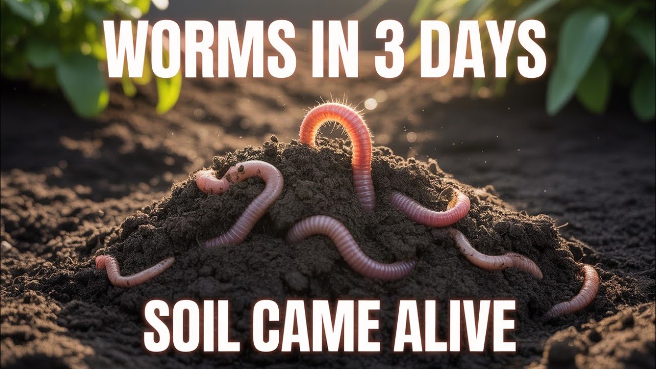 I Poured This Into My Garden — Earthworms Appeared in 3 Days (Soil Biology Secret)