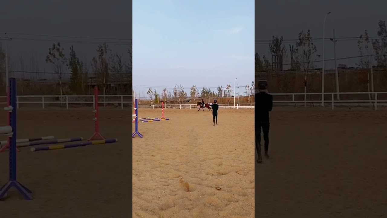 Best Wild Horses Mare revolutionizing & Horse fail and fail