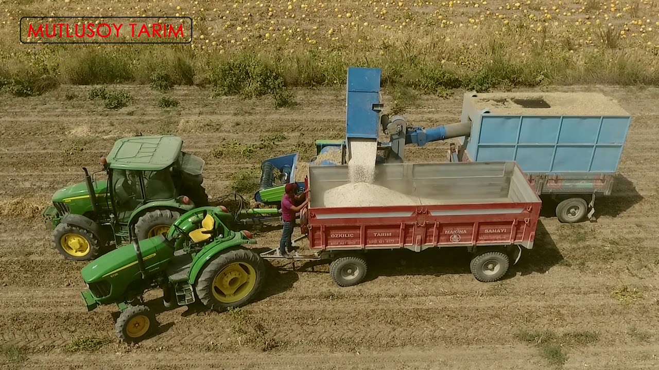 SUVERMEZ KÖYÜ MUTLUSOY TARIM 2 KURU FASULYE HASAT I...