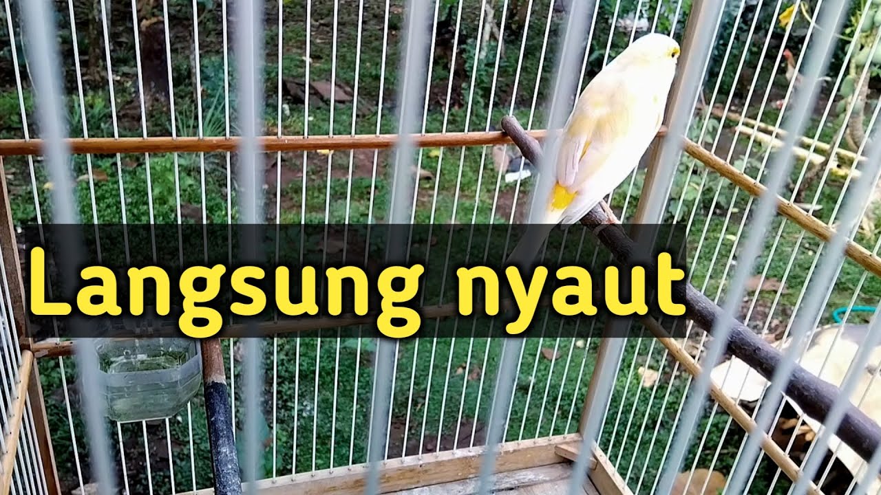 Cuit cuit tok, bikin emosi lawan