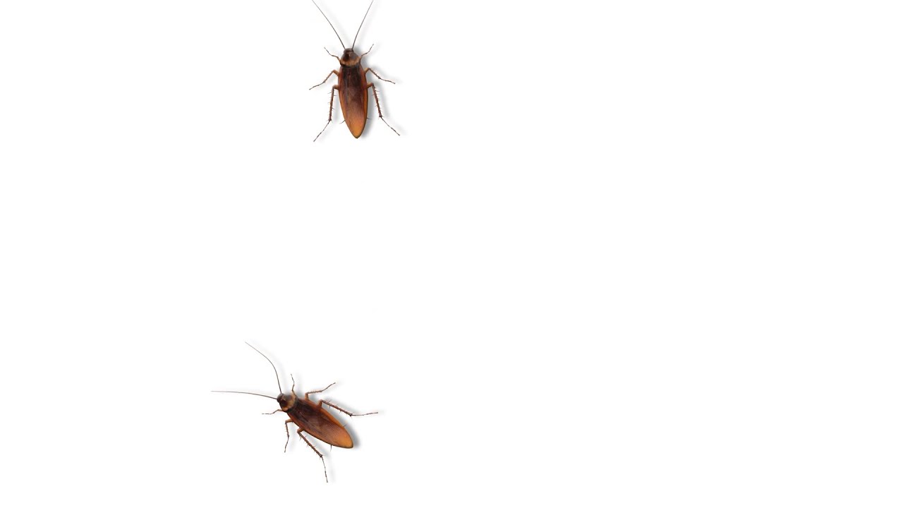 CAT GAMES / JOGOS PARA GATOS - BARATAS - COCKROACHES