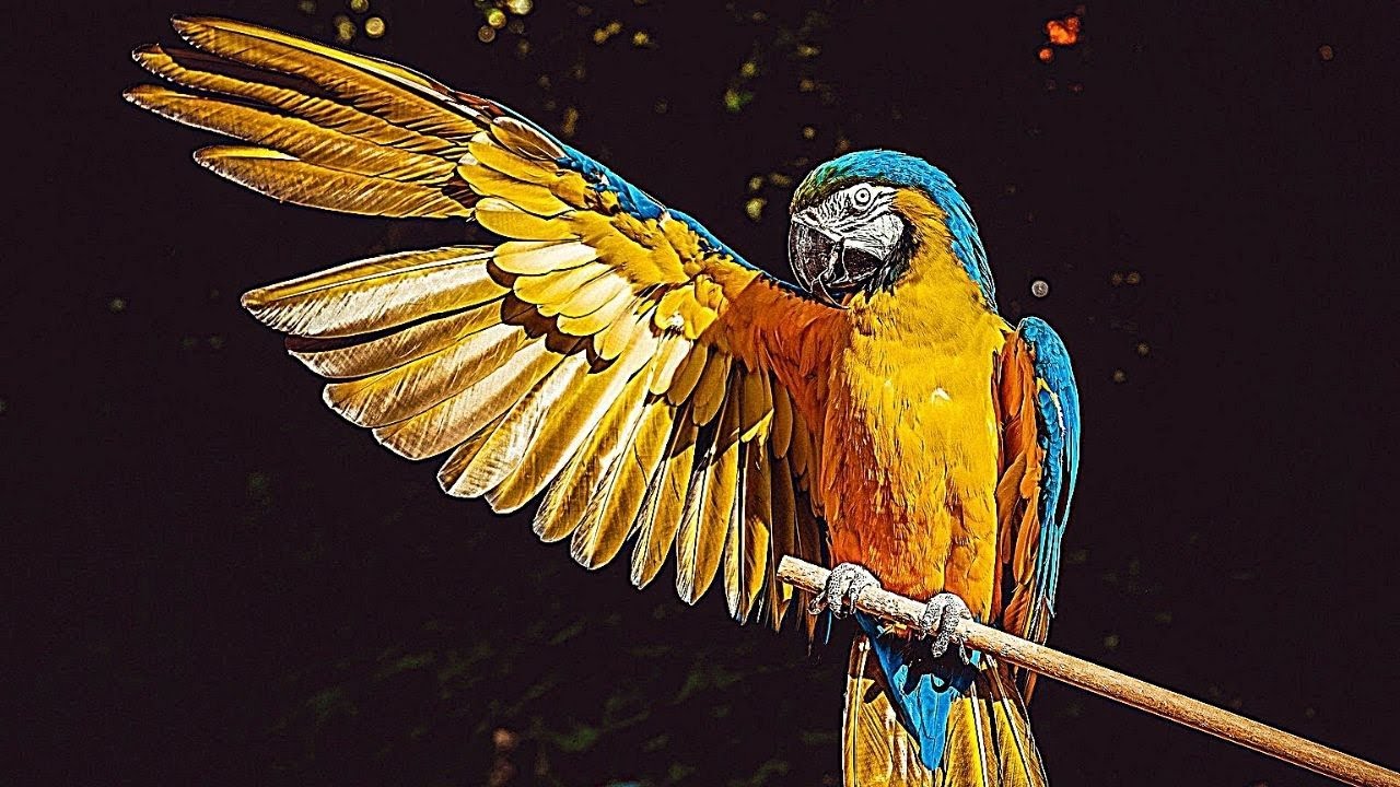 Arara -  Som da Arara