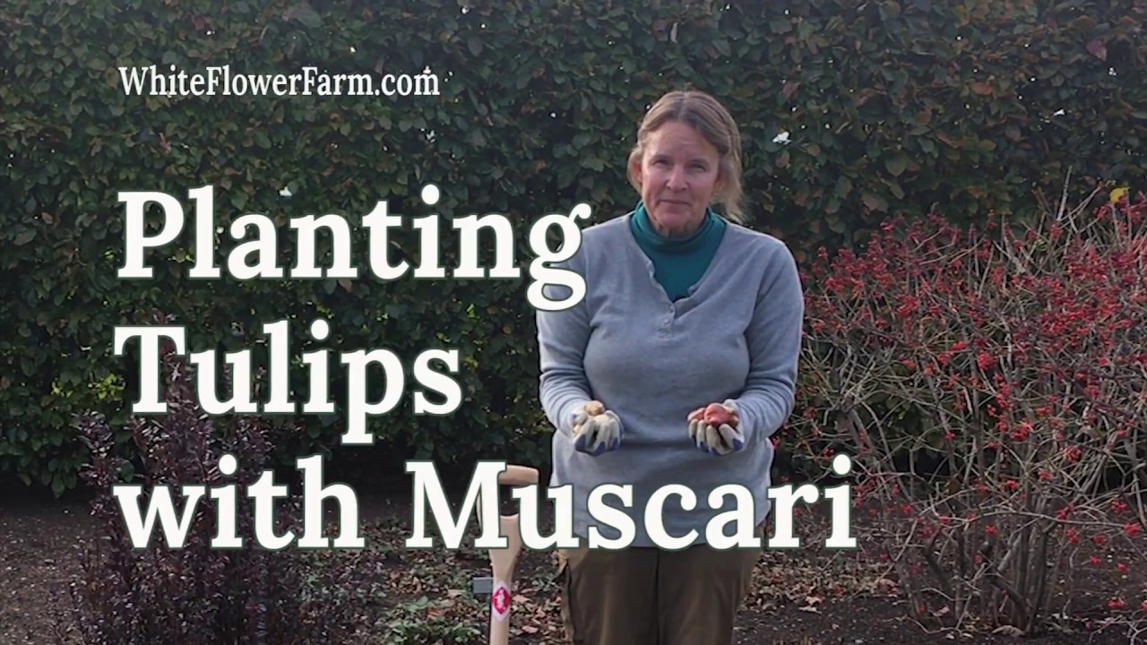 From The Archives: Planting Tulips with Muscari (Grape Hyacinths)