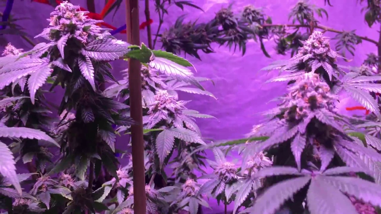 GDP Alien OG Star Dawg