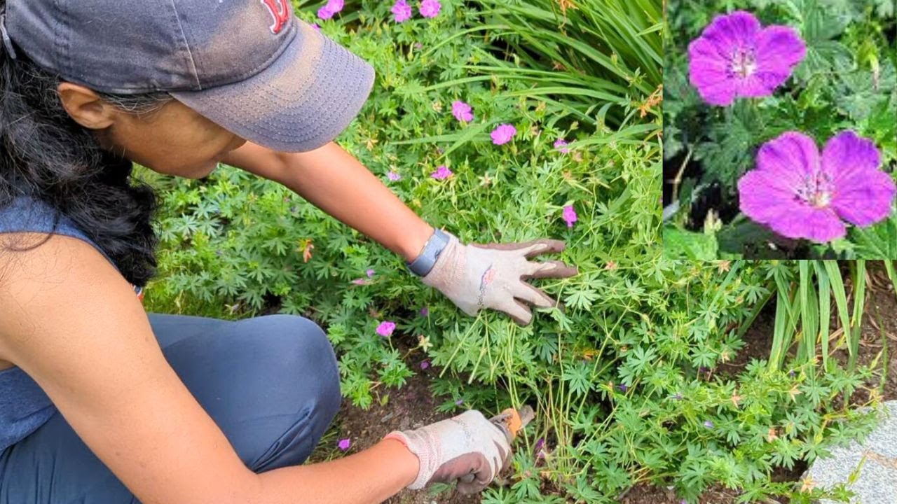 How To Prune Hardy Cranesbill Geranium | Cutting Back  Geranium Sanguineum