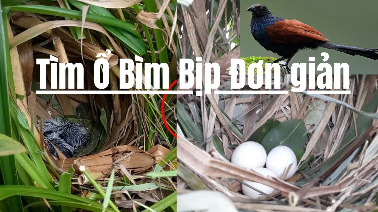 #02 Cách Tìm Ổ Bìm Bịp | Nuôi Bìm Bịp giữ nhà