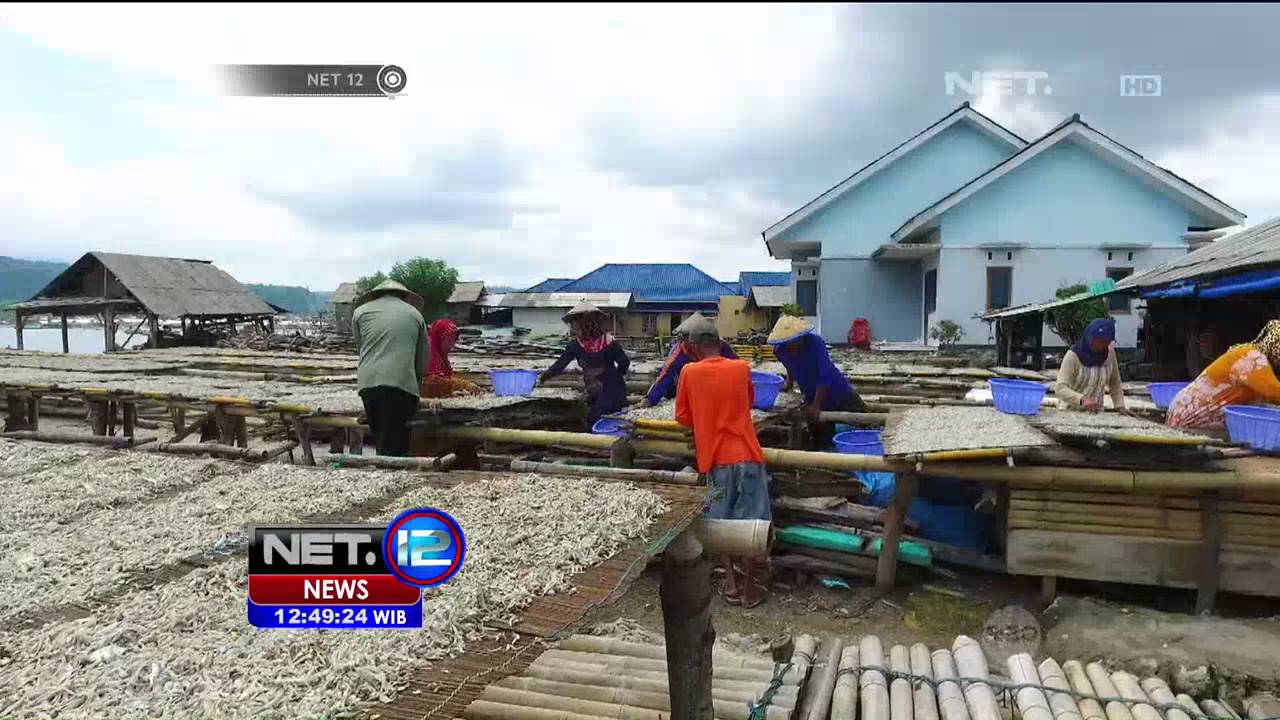 Surganya Ikan Teri di Pulau Pasaran, Bandar Lampung - NET12
