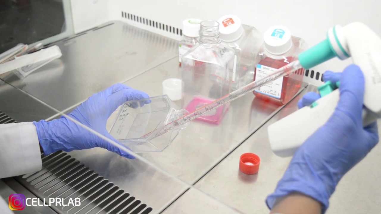 Hücre Pasajlama | Cell Passaging