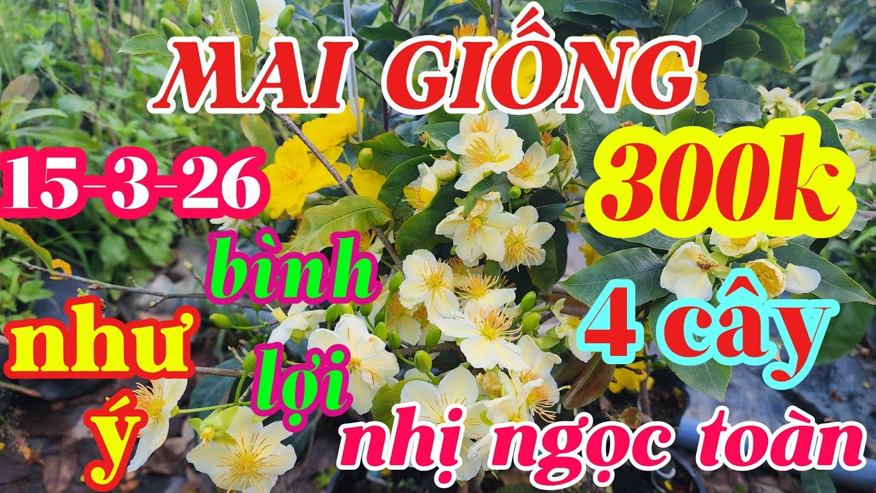 15-3-26 combo cây giống như ý , bình lợi, nhị ngọc toàn 0941488772