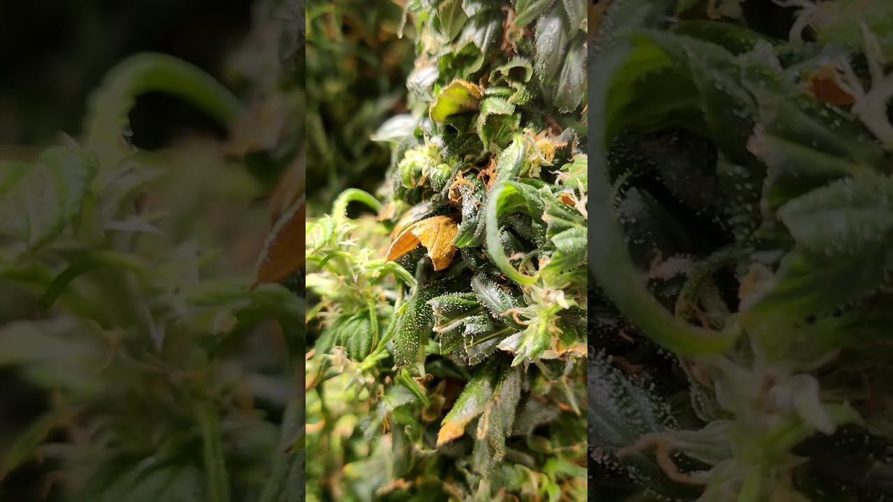 #Grow Update: Bare Buds...Sugar Leaves