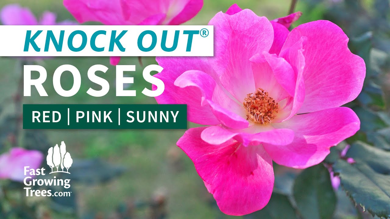 Knock Out&reg; Roses