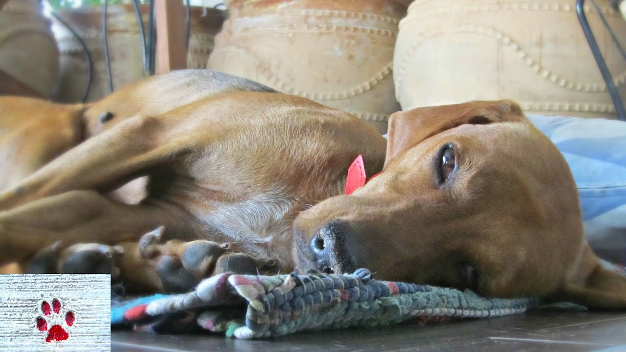 Fallen angel - brief story of a troubled dog