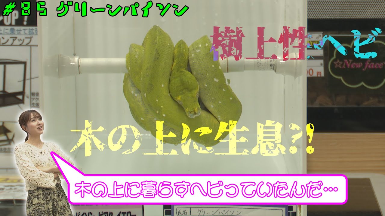 【グリーンパイソン編】ペットずかん#85【2024年5月23日放送】