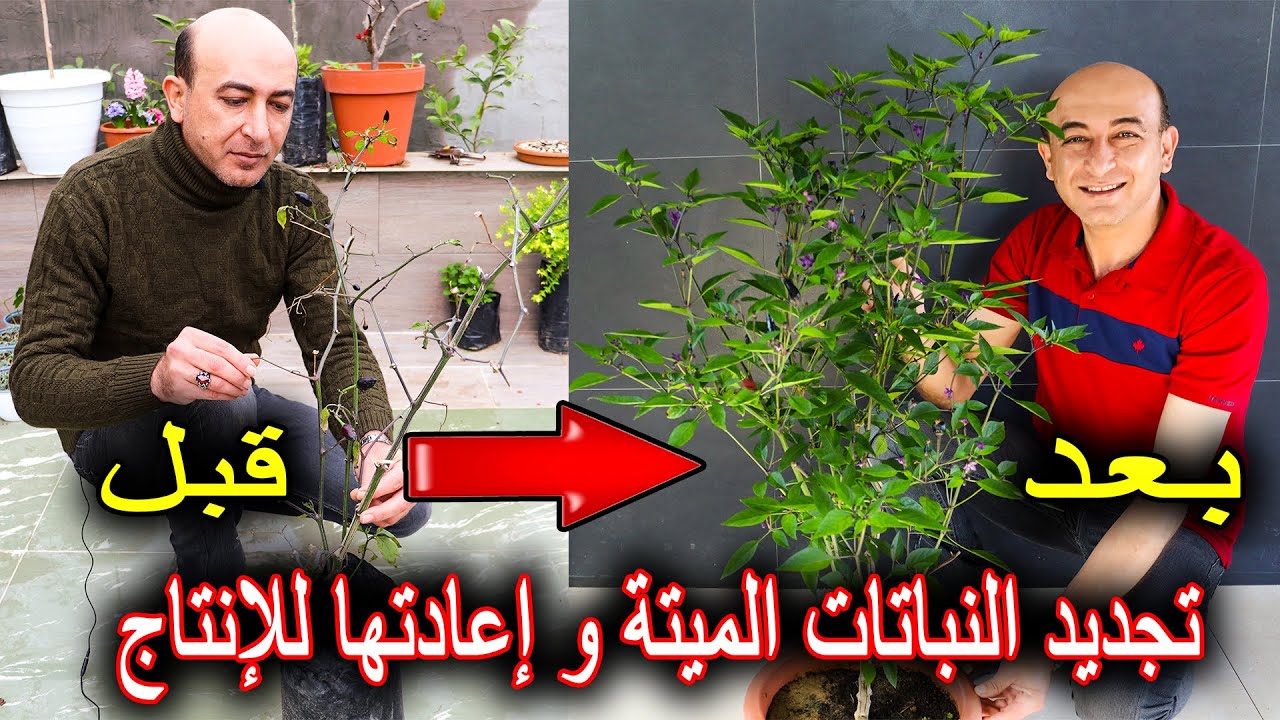 طريقة تجديد و إنعاش النباتات القديمة الميتة و إعادتها للإنتاج من جديد