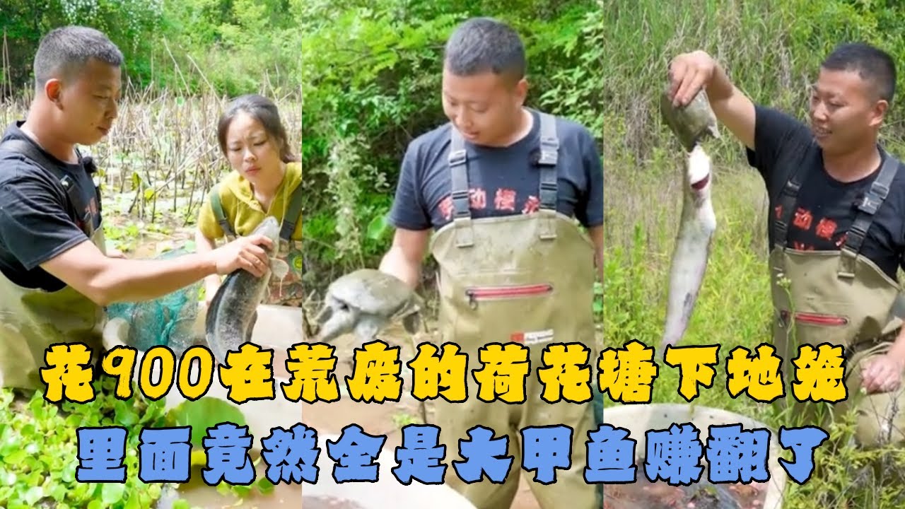 花900元在荒废的荷花塘放9个地笼，里面竟然全是大甲鱼赚翻了！#户外抓鱼 #户外捕鱼 #小飞哥抓鱼 #乡村生活 #农村生活