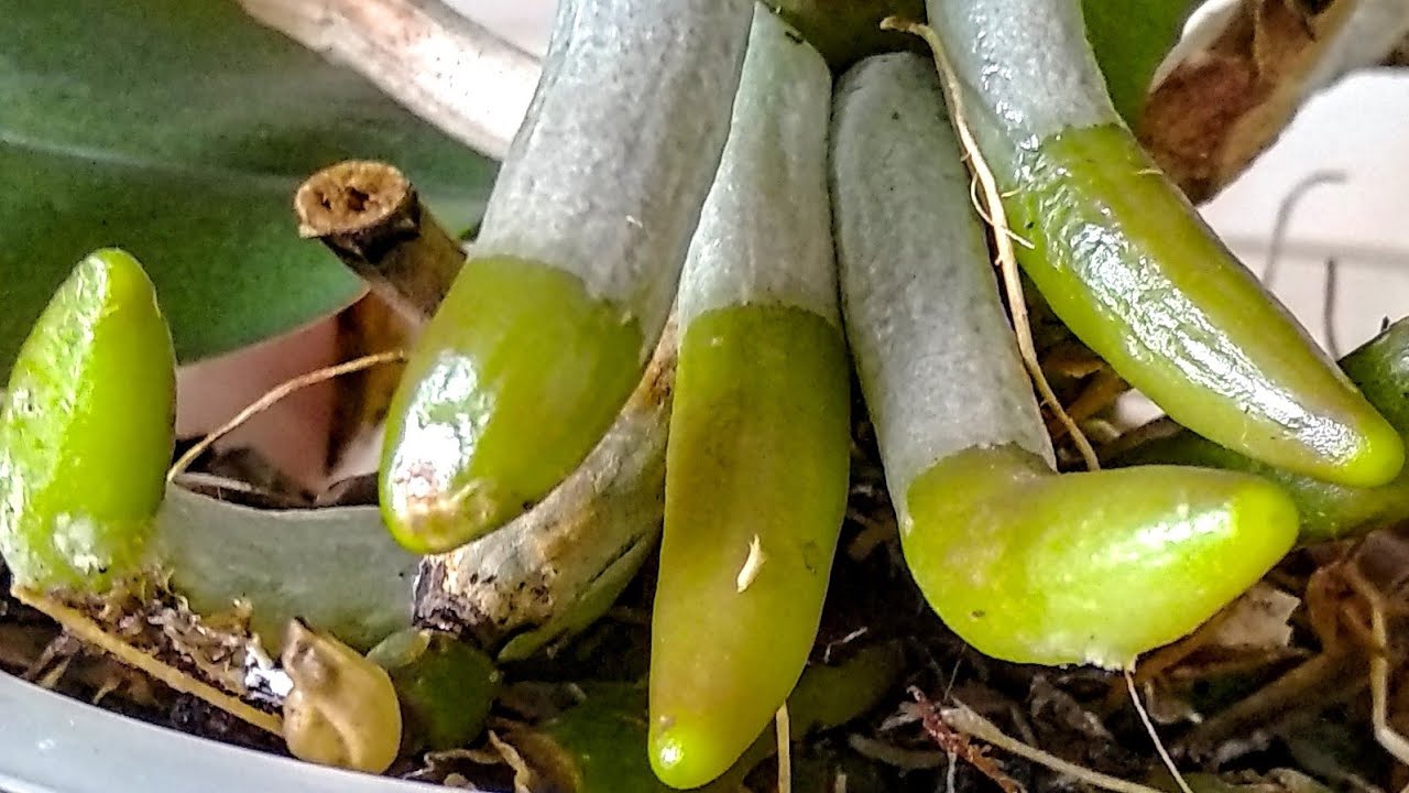 ПОЛИВАЙТЕ орхидеи ТАК! КОРНИ РВУТ ГОРШОК, листья ШИКУЮТ! КИСЛОТА🍋 для ПОЛИВА орхидеи!