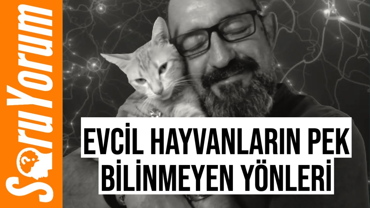SoruYorum - Evcil Hayvanların Pek Bilinmeyen Yönleri