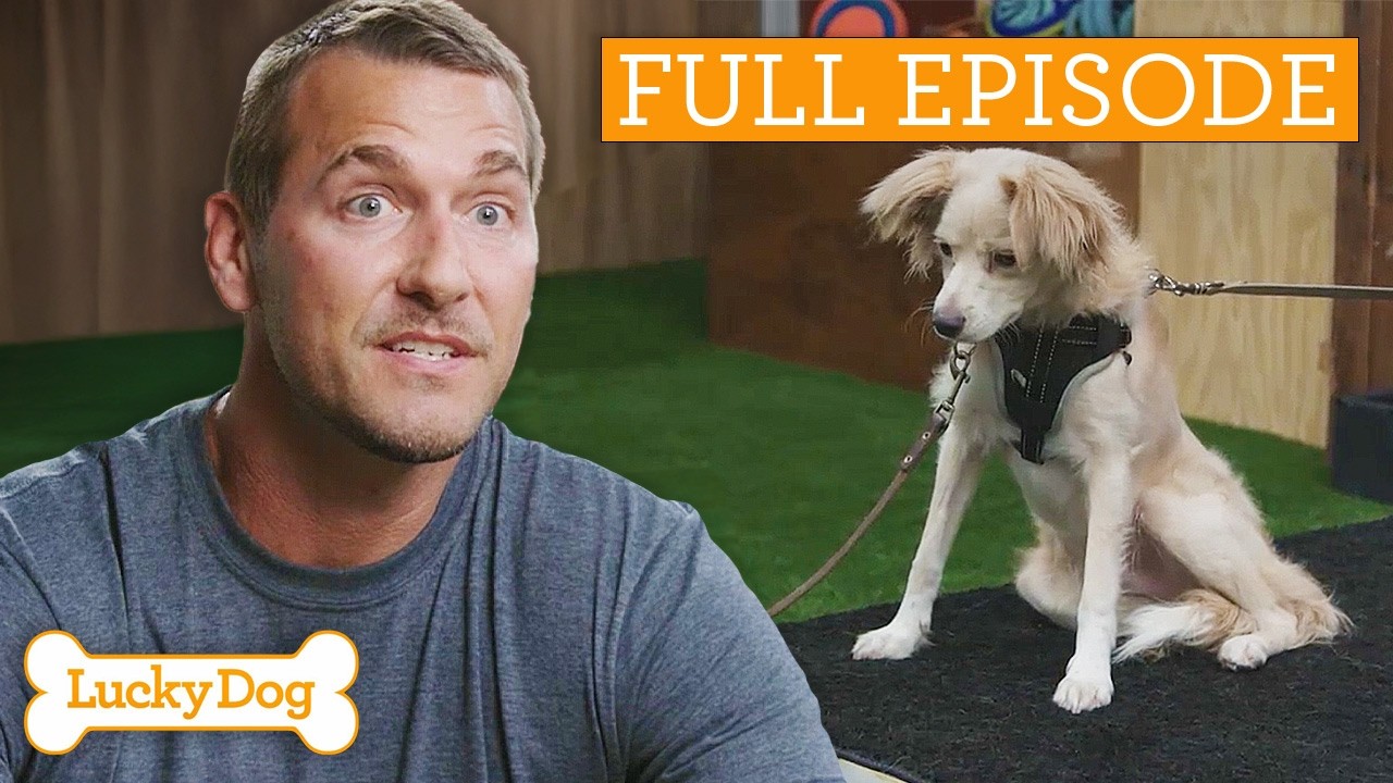 Dog No One Wanted Finds Her Purpose | Full Episode S4 Ep15