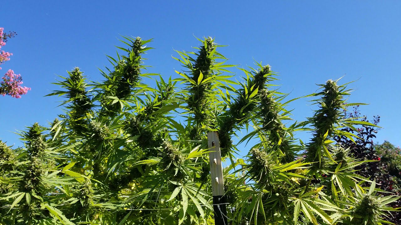 2021 Outdoor Cannabis Garden Tour | Garden Update [#18] - September 24 - Week 6 of Flower