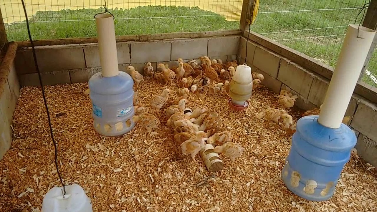 Mudando os pintos de espaço com 18 dias