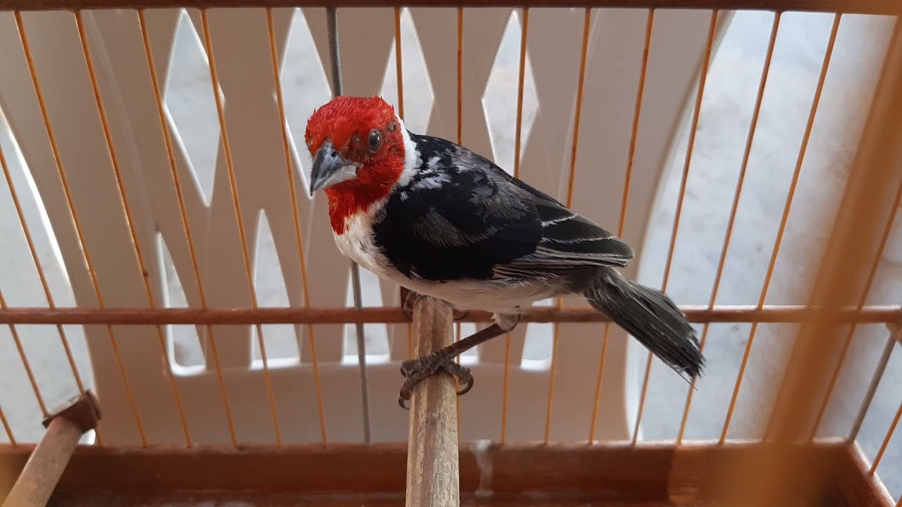 como fazer seu galo de Campina canta muito assista o vídeo até o final é aprendam