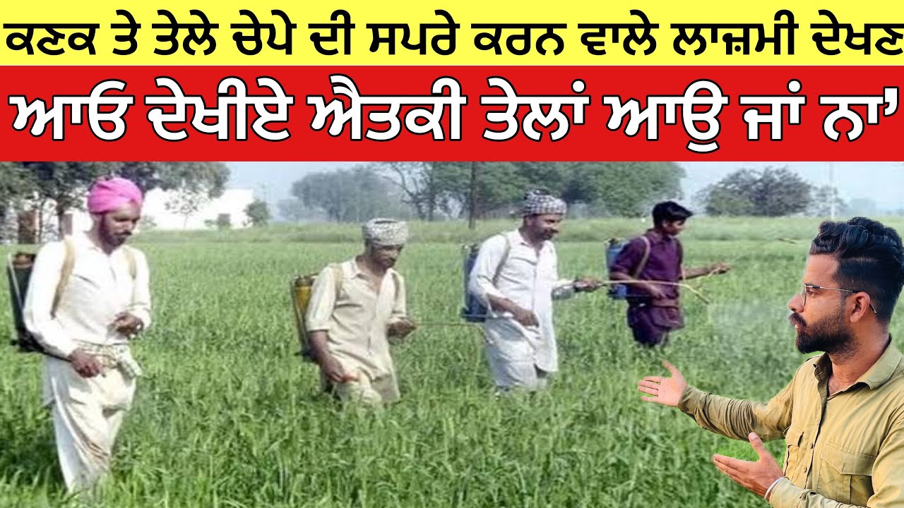 ਕਣਕ ਤੇ ਤੇਲੇ ਚੇਪੇ ਵਾਲੀ ਸਪਰੇ ਕਰਨ ਵਾਲੇ ਲਾਜ਼ਮੀ ਦੇਖਣ, ਦੇਖੋ ਐਤਕੀ ਤੇਲਾਂ ਆਉ ਜਾ ਨਾ 