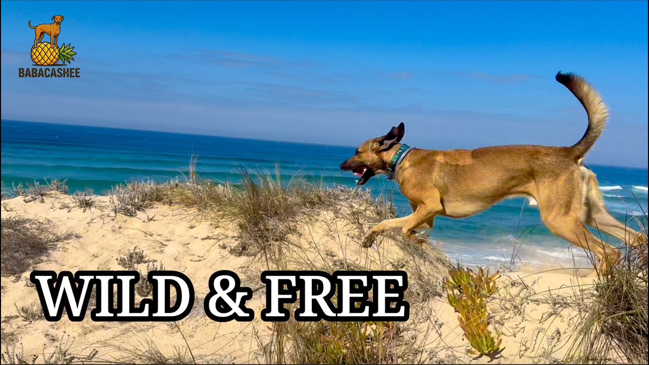 Alentejo's Fishermen's Trail with a Dog: Porto Covo