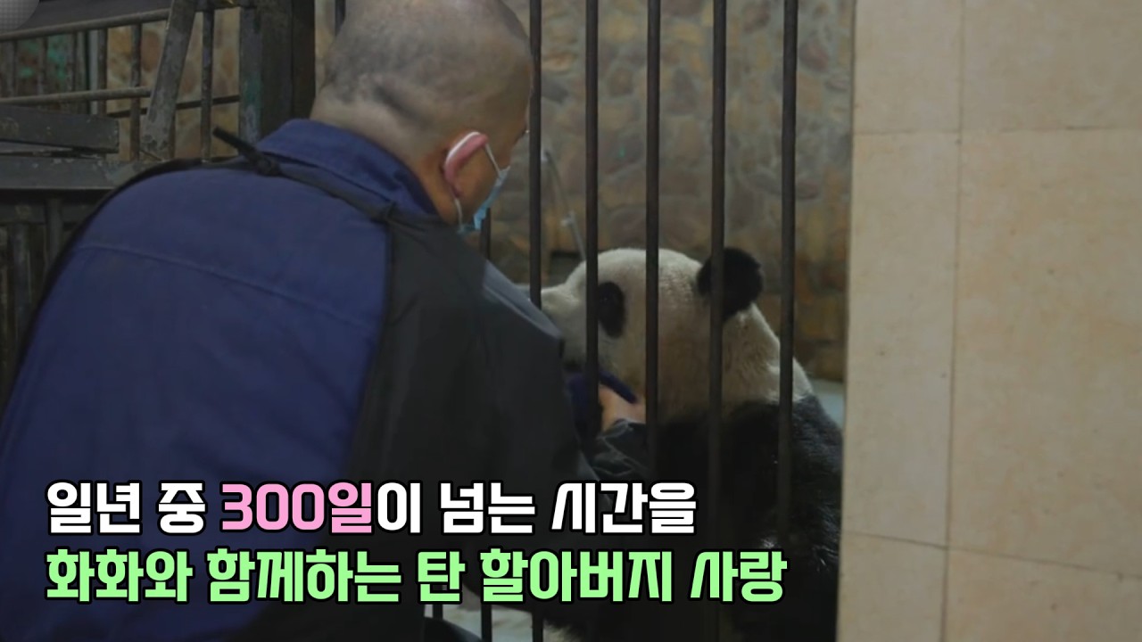 판다 화화는 우리 집에 있는 아이와 같다며 정성을 다해 화화를 돌보는 탄 할아버지