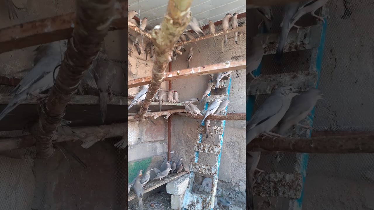 بلابل روسيه