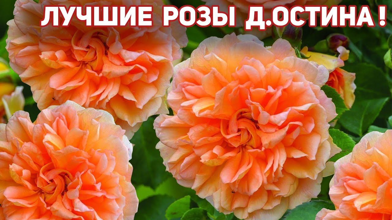 5 РОЗ Д.Остина! Сорта - новинки, которые удивили в этом сезоне! Любимые сорта мои