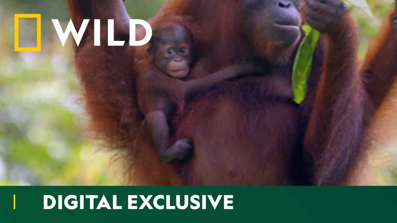 Young Orangutans Learn How To Swing On Trees | Wild & Weird | National Geographic Wild UK