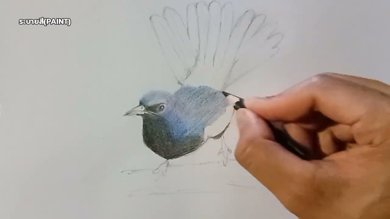  วาดนกกางเขนบ้าน ลงสีไม้    Draw a house magpie and color it with colored pencils. 