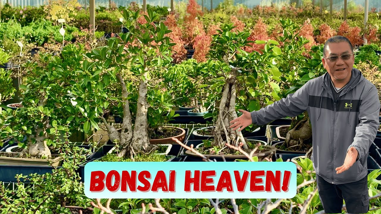 Behind the Scenes of a Bonsai Nursery with 30,000 Trees!