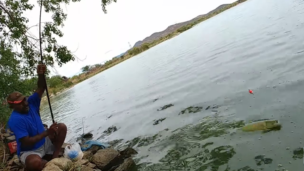 Rohu fish & mrigal fishes catch | Fish hunting