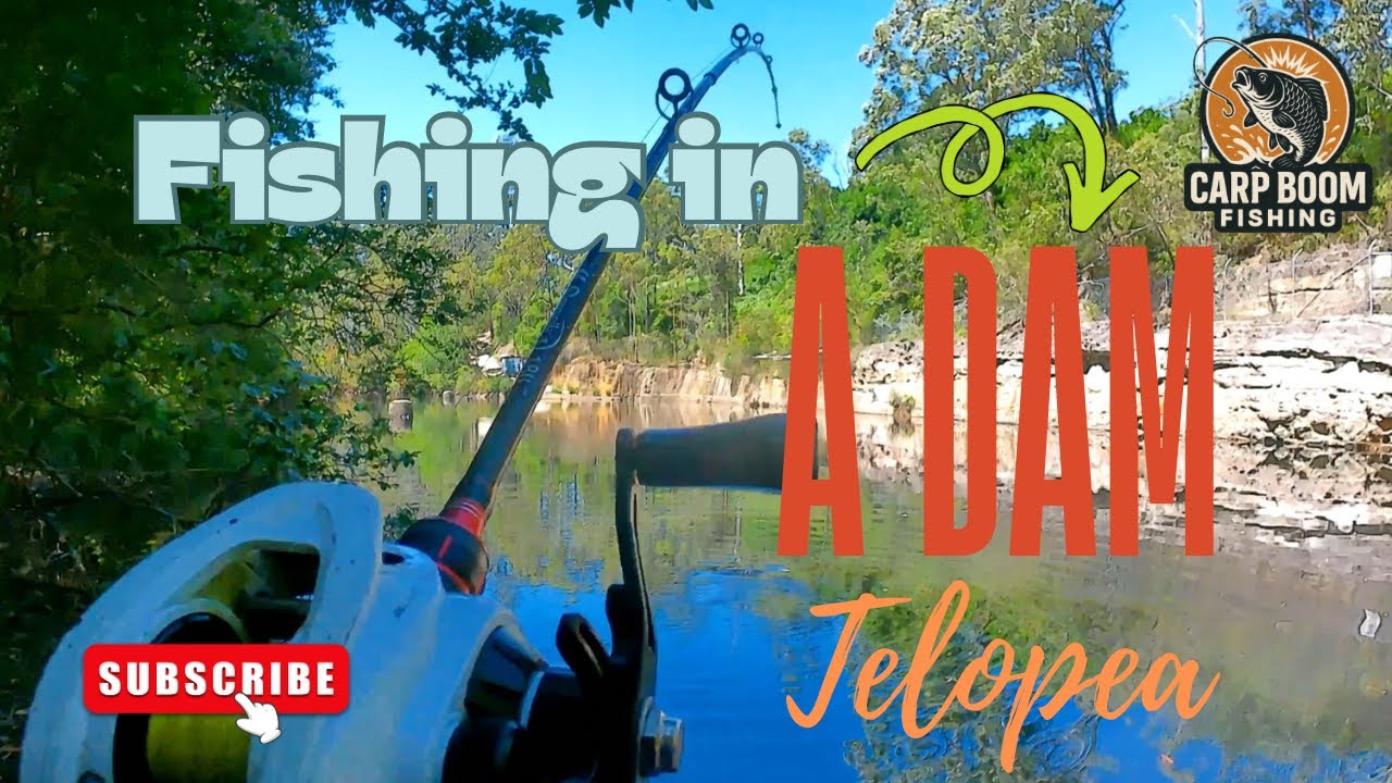 Fishing carp in a dam at Telopea Sydney