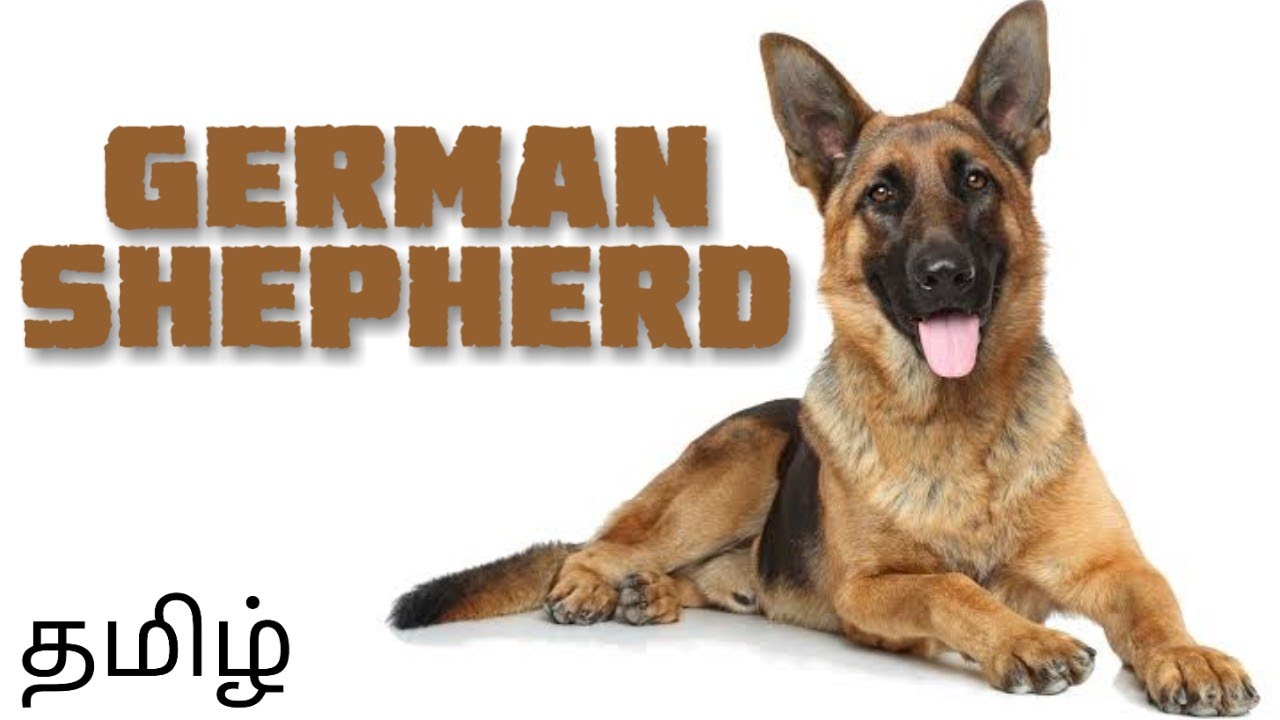 German shepherd breed | details | Tamil
