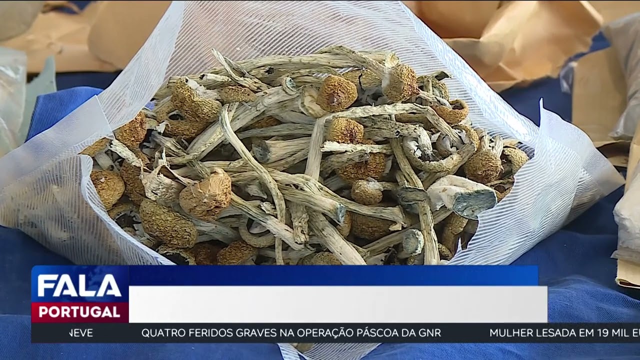PSP apreende vários quilos de droga numa casa em Alvalade