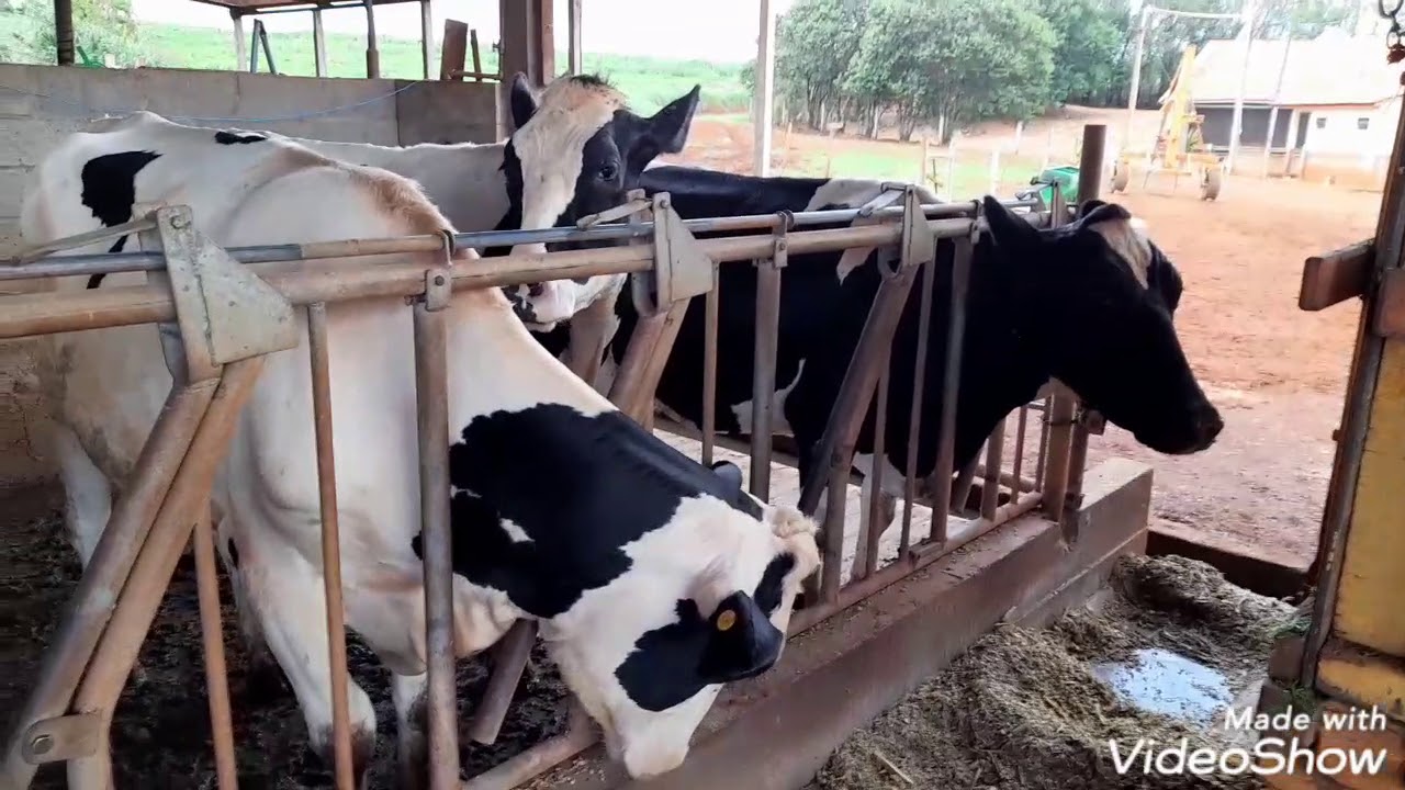 55 litros de leite a mais, Capiaçu picado no cocho..