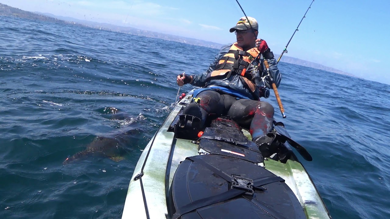 Corvinas 16,5 kg, kayak fishing en Chile